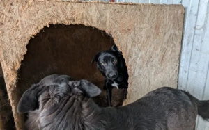 Sensible Boo sucht geduldiges Zuhause Bild 4