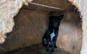 Sensible Boo sucht geduldiges Zuhause Bild 8