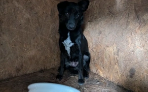 Sensible Boo sucht geduldiges Zuhause