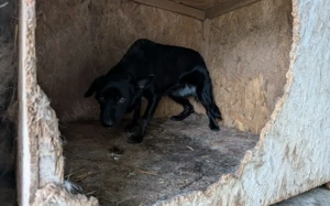 Sensible Boo sucht geduldiges Zuhause Bild 6