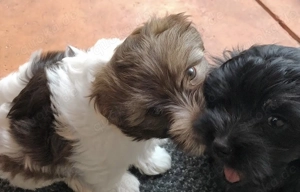 Zuckersüße Bolonka Zwetna Welpen Rüde und Hündin mit Ahnentafel sucht ein liebevolles Zuhause