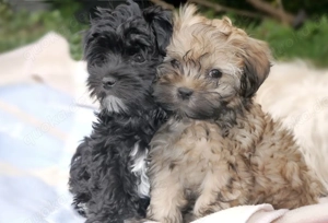 Premium Bolonka Zwetna Welpen mit Papieren 