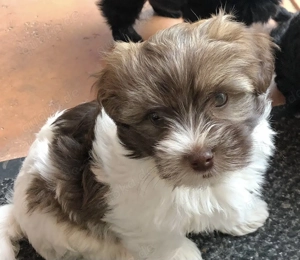 Zuckersüße Bolonka Zwetna Welpen Rüde und Hündin mit Ahnentafel sucht ein liebevolles Zuhause