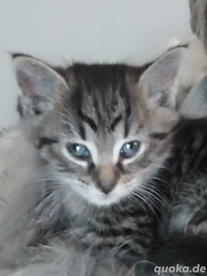 Noch 2 Maine Coon Mix Kater