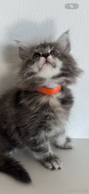 Maine Coon Kitten ab sofort abgabebereit