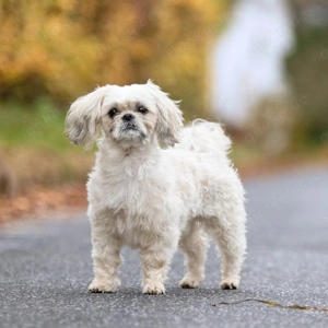 Sammy - kuschelt gerne 