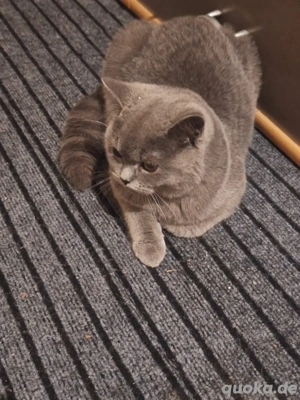 Britisch Kurzhaar Kater   silbergrau, 5 Monate alt