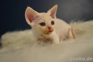 Devon rex Baby mit Stammbaum. 