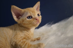 sehr verschmust und lieb Devon Rex Babys. 