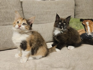 Reinrassige Maine Coon Kitten