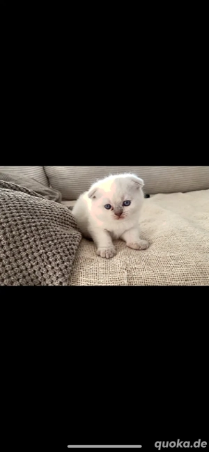 Britischkurzhaar Kitten