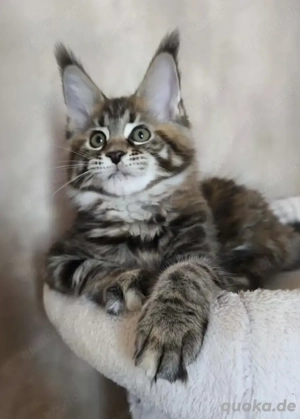 Maine Coon Kätzchen mit Stammbaum