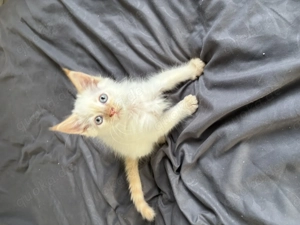 Mit blauen Augen, reinrassiger Maine Coon Baby Kater 