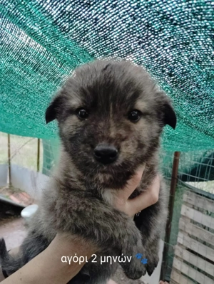   Süße Hundekinder suchen liebevolles Zuhause    Bild 3