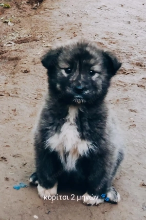   Süße Hundekinder suchen liebevolles Zuhause    Bild 2