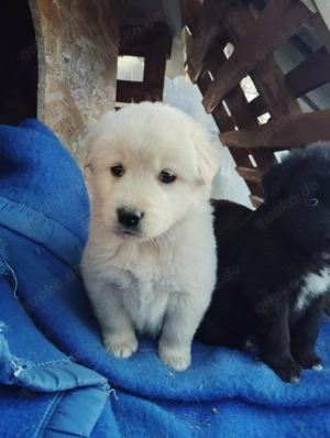   Süße Hundekinder suchen liebevolles Zuhause   