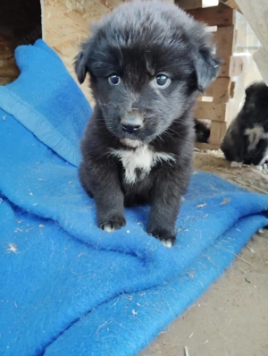   Süße Hundekinder suchen liebevolles Zuhause    Bild 4