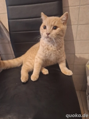 Britisch Kurzhaar Kater creme-beige, 6 Monate alt