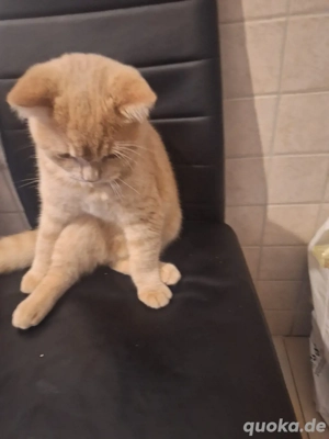 Britisch Kurzhaar Kater  Latte    creme-beige, 5 Monate alt