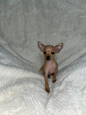 Prager Rattler Welpe 