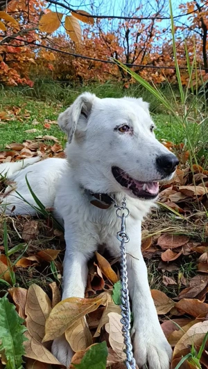 Paola   fröhliche Hündin sucht ein liebevolles Zuhause