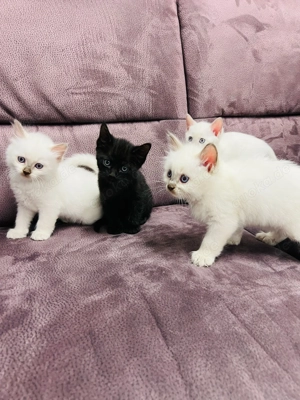 Katzen kittys Siam Sphynx Mischling