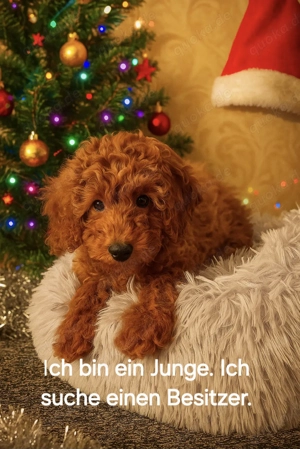 Zwergpudel Welpen Farbe Apricot