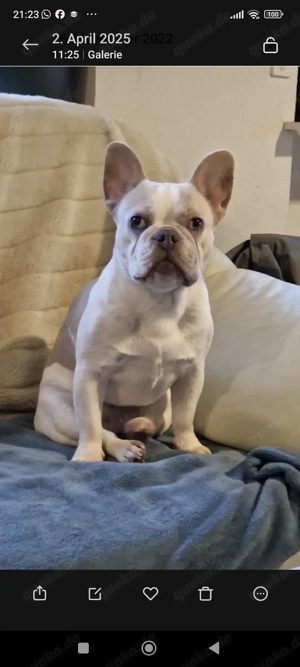 Coco und Luzi - Zuhause für immer gesucht!