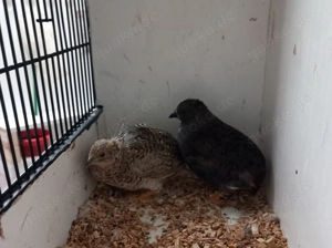 Chinesische Zwergwachteln