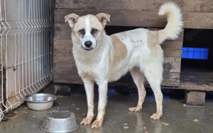 Gütiges Zuhause für Perwoll gesucht