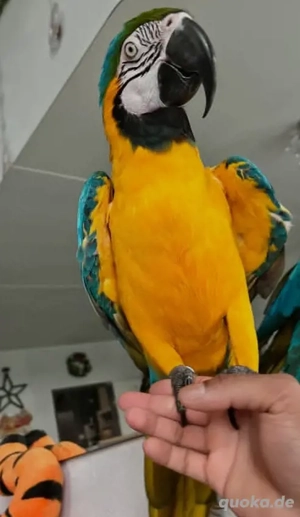 Ara-Baby - Von Männchen und Weibchen handaufgezogen