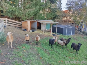 Kamerun - Nolana Mix Auen