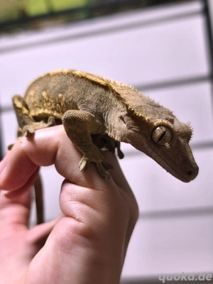 Kronengecko Harlequin 1.0