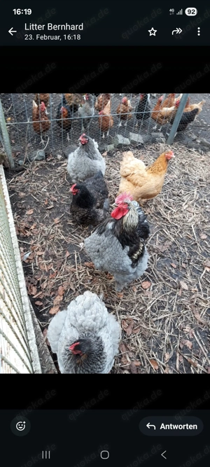 Verkaufe meinen Zucht stammt Cochin. 