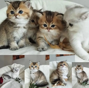 Wunderschöne Kätzchen BKH und BLH zu verkaufen