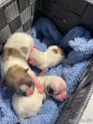 Zwerg spitz babys 