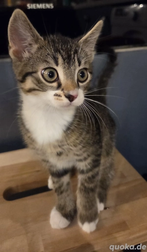 kleines Katzenbaby Kater