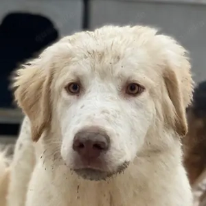 Balda, geb. ca. 02 2025, lebt auf einer Pflegestelle in 26826 Weener