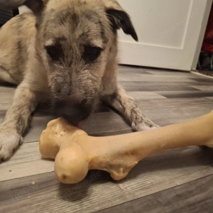 Aktive Junghündin sucht ein Zuhause fürs Leben