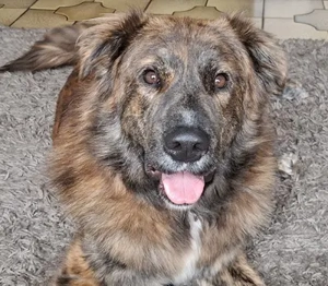 Teddy S283 - liebt Menschen über alles. Er will Einzelprinz sein.