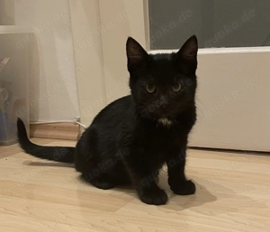 2 Kätzchen Kitten Katzenbabys Geschwister