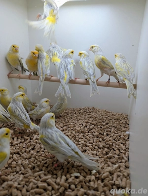 Achat Opal Gelb Mosaik Kanarienvögel 