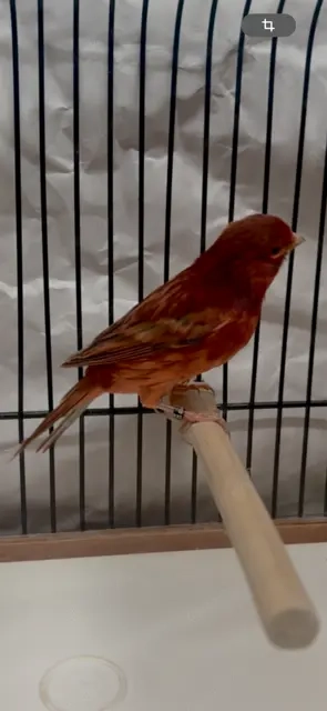 Rotachat- Fife- und Nordholländer Kanarien abzugeben