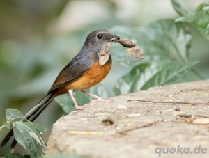 Schamadrossel Weibchen 