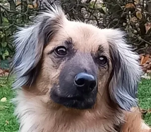 July - mit dem sanften Blick sucht einfühlsame Menschen,da sie ihr Herrchen verlor.