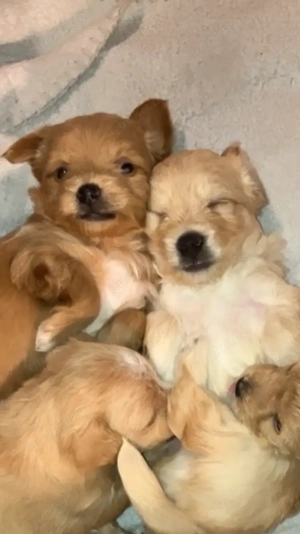 Maltipoo (Toypudel Malteser) Chihuahua Mix Welpen 