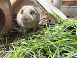 Meerschweinchen aus artgerechter Außenhaltung 