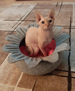 Canadian Sphynx Kater in allerbeste Hände zu vermitteln 
