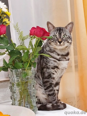 Bengal Deckkater mit Stammbaum