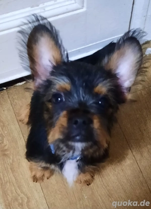 Yorki Mops Mischlings Welpen 